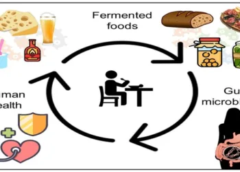 Cycle of Human health through fermented food and gut microbiome