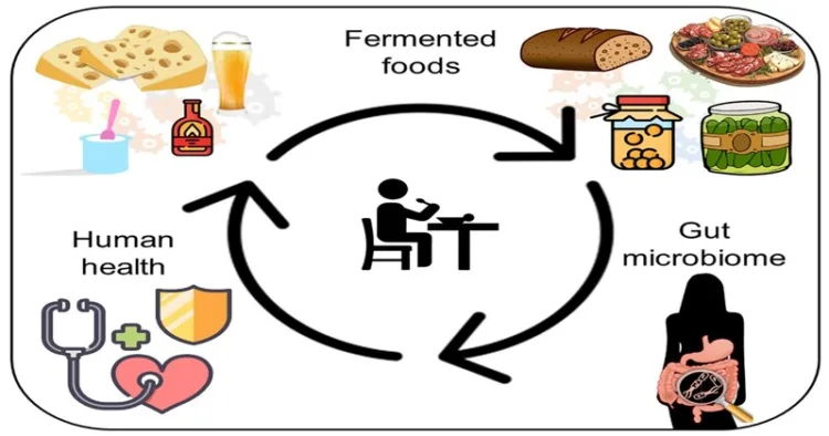 Cycle of Human health through fermented food and gut microbiome
