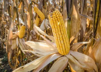 A representative image