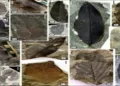 Fossil leaves collected from the Nagaland belonging to 34-million-year age