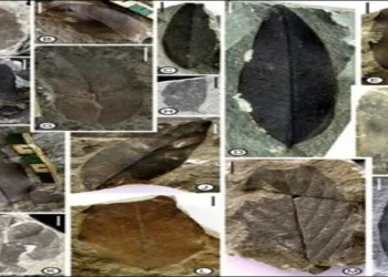 Fossil leaves collected from the Nagaland belonging to 34-million-year age