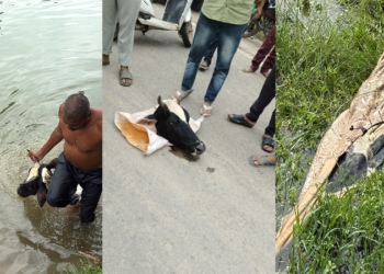 Severed head of cow found in Rewa (Image: OpIndia Hindi)