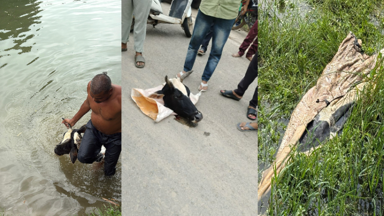 Severed head of cow found in Rewa (Image: OpIndia Hindi)