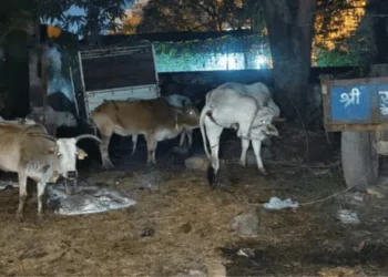 Around 200 cattle allegedly smuggled from UP rescued by police in Garhwa district
