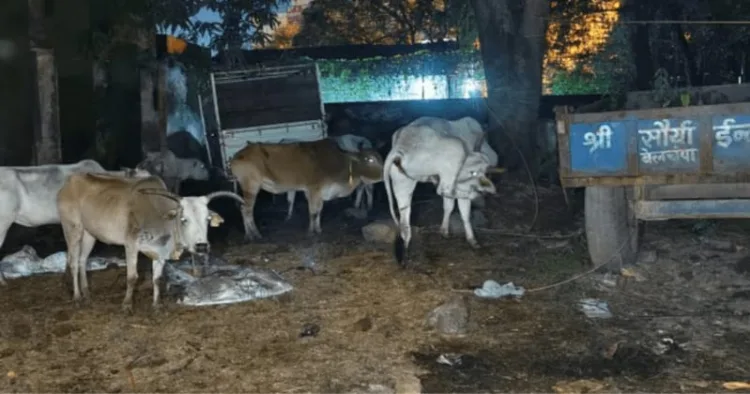 Around 200 cattle allegedly smuggled from UP rescued by police in Garhwa district