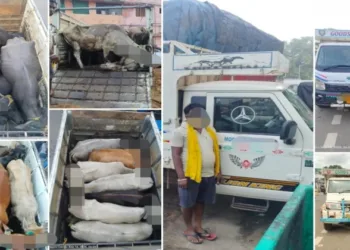 Cow Smuggling: 24 cows rescued, three pickup vans seized, three drivers arrested