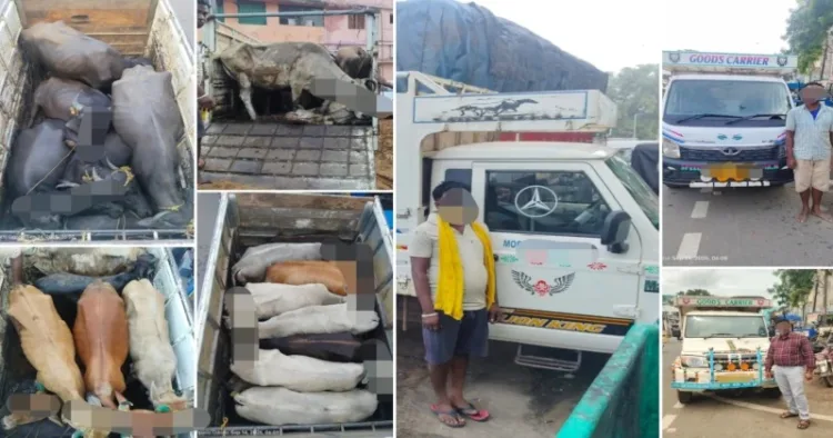 Cow Smuggling: 24 cows rescued, three pickup vans seized, three drivers arrested