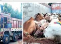 Cows eing smuggled in trucks in Odisha were apprehended by the police
