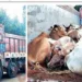 Cows eing smuggled in trucks in Odisha were apprehended by the police