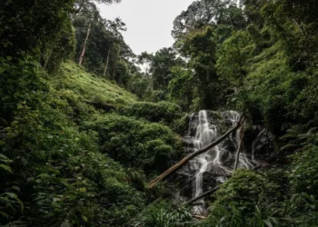 A representative image