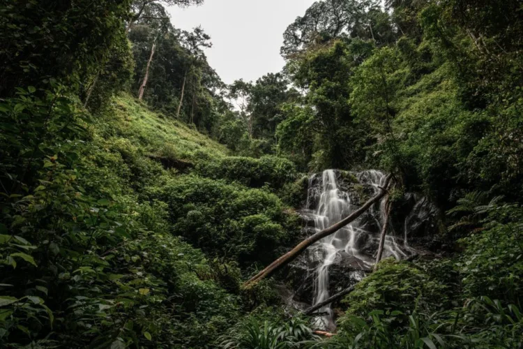 A representative image