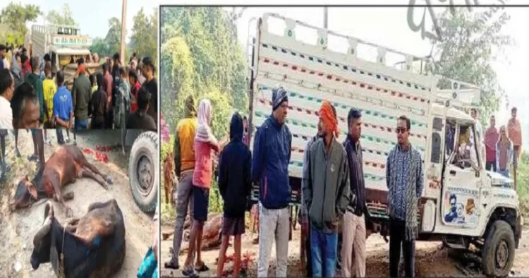 (Left) Two cattle killed (Right) Arrested cattle smugglers