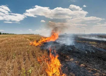 Paddy, Politics and Pollution are suffocating the state of Punjab