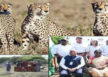 Botswana hands over eight cheetahs to India