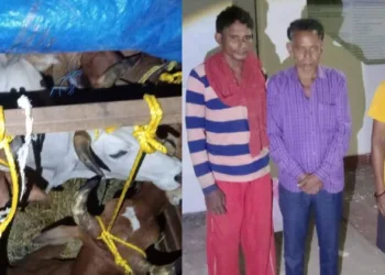 (Left) Cattle being smuggled ( Right) Three arrested for indulging in cattle smuggling