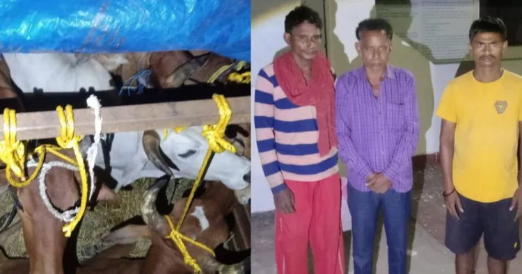 (Left) Cattle being smuggled ( Right) Three arrested for indulging in cattle smuggling