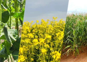 A representative image