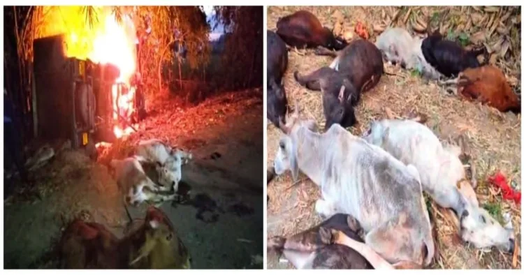 A pickup van illegally transporting cattle overturned near Geltua village in Bhadrak district and was later set on fire by angry locals