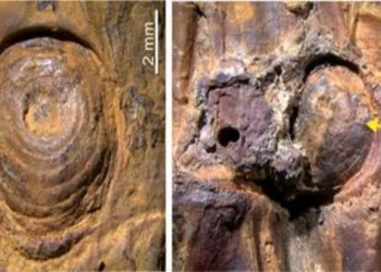 Enlarged microscopic view of the 37,000-year-old fossil bamboo