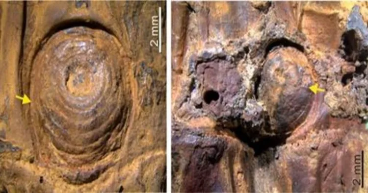 Enlarged microscopic view of the 37,000-year-old fossil bamboo