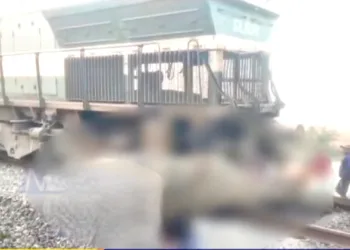 8 elephants including a calf killed in a train incident in Kampur area of Hojai district in Assam