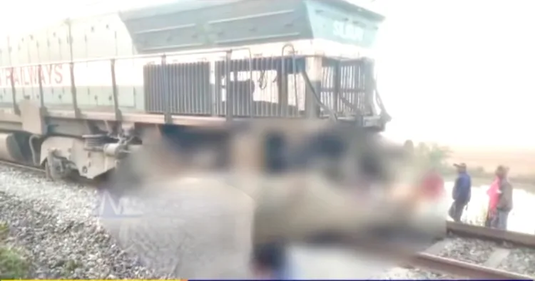 8 elephants including a calf killed in a train incident in Kampur area of Hojai district in Assam