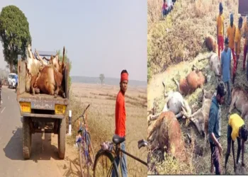 Over 40 cattle died when a container transporting cows for illegal smuggling was involved in an accident in the Koraput district