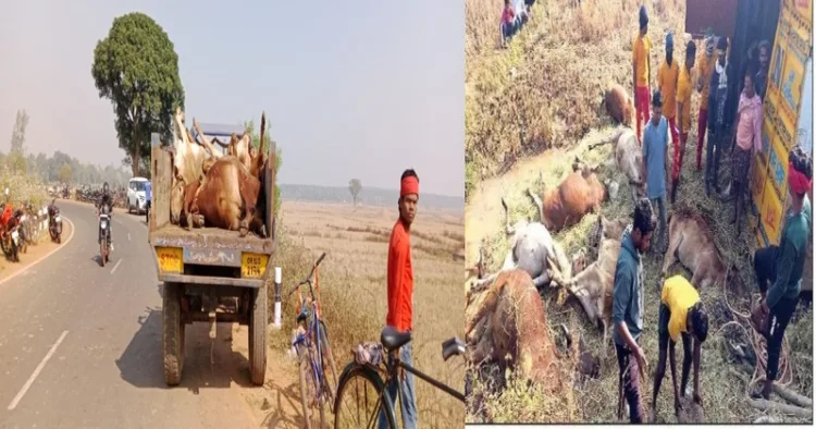 Over 40 cattle died when a container transporting cows for illegal smuggling was involved in an accident in the Koraput district