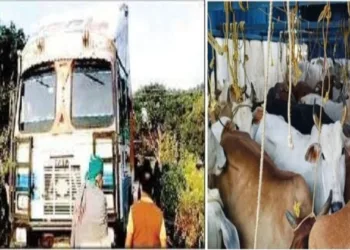 47 Cattle Rescued in Balasore District, Odisha