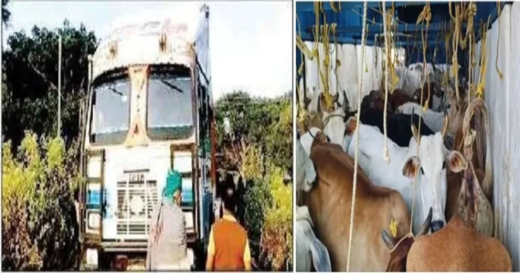 47 Cattle Rescued in Balasore District, Odisha