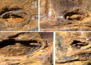 Enlarged microscopic view of the 37,000-year old fossil bamboo (Chimonobambusa manipurensis), showing rare preservation of thorn scars (white arrows).