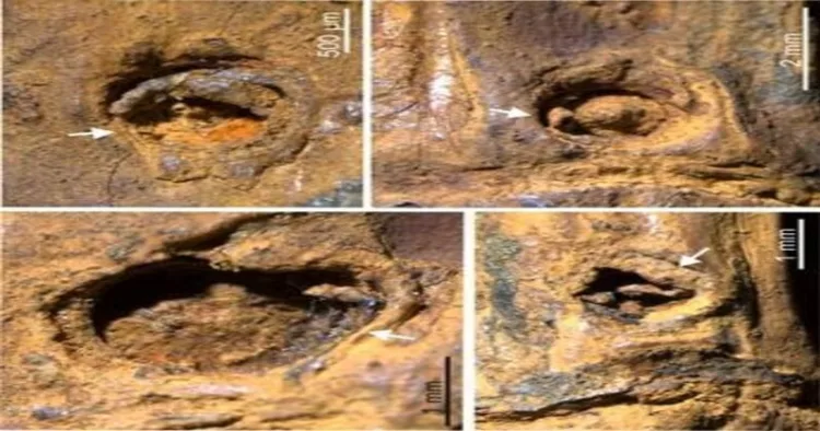 Enlarged microscopic view of the 37,000-year old fossil bamboo (Chimonobambusa manipurensis), showing rare preservation of thorn scars (white arrows).