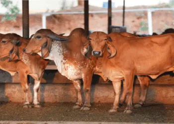 Cows in Gaushala