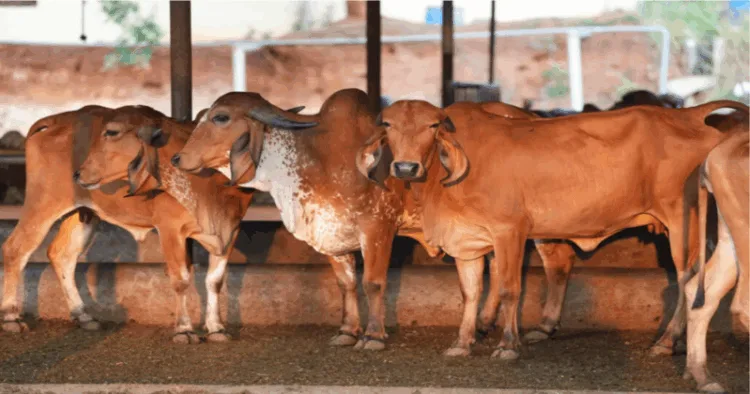 Cows in Gaushala