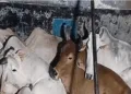 Smuggled Cows
