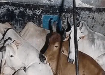 Smuggled Cows