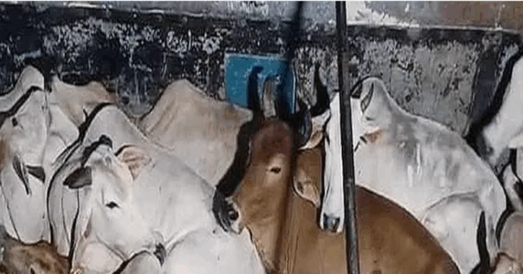 Smuggled Cows