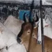 Smuggled Cows