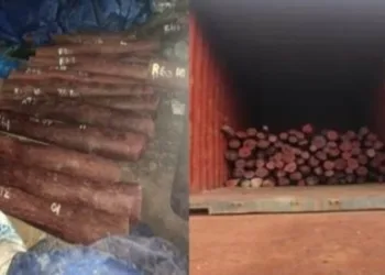 DRI busted an organised red sanders smuggling racket in Chennai