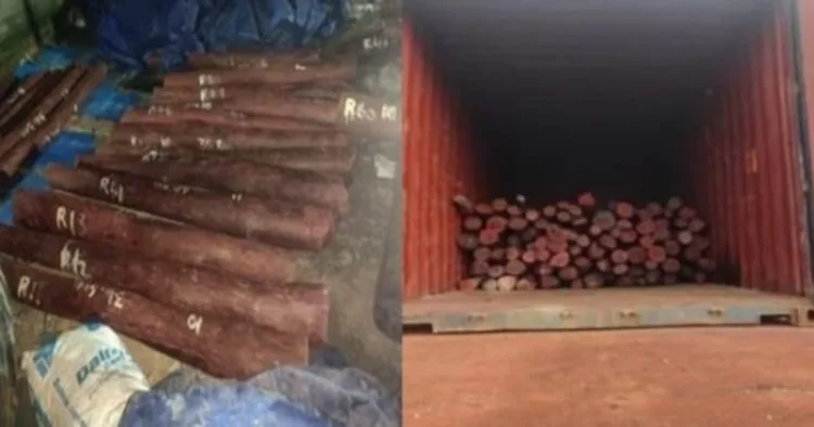 DRI busted an organised red sanders smuggling racket in Chennai