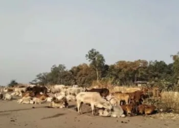 File photo of cow smuggling in Odisha