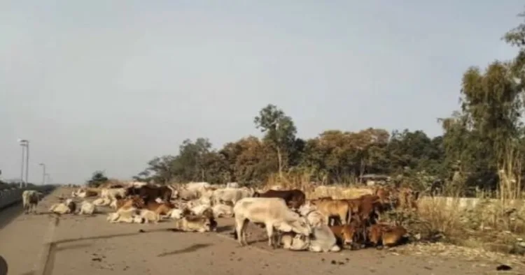File photo of cow smuggling in Odisha