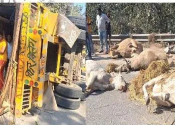 Overturned container near Bandadurga Temple after a fatal cattle-smuggling accident in Angul district