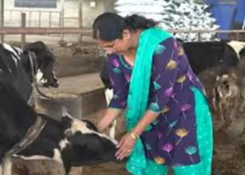 A woman feeding a cow