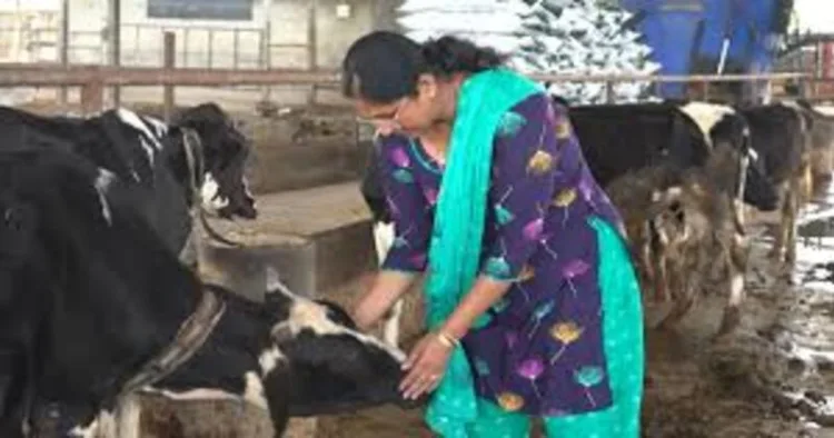 A woman feeding a cow
