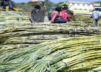 Sugarcanes in farmland