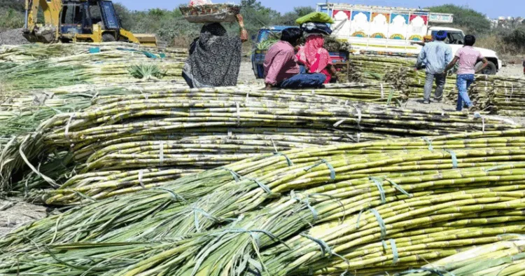 Sugarcanes in farmland