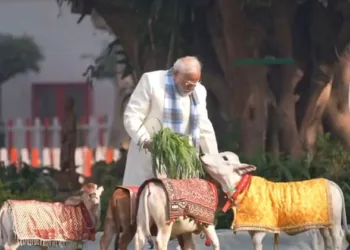 PM Modi feeds cows at his residence on Makar Sankranti