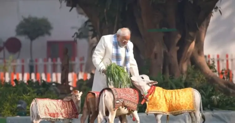 PM Modi feeds cows at his residence on Makar Sankranti