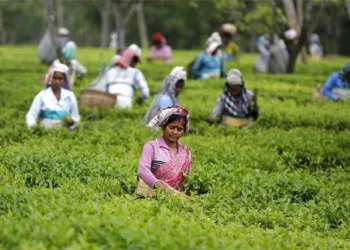 Tea garden workers, predominantly from Adivasi and Gorkha communities, form a crucial vote bank in North Bengal. (Representative image)
